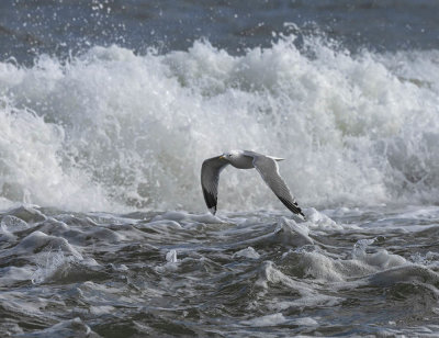 Common Gull