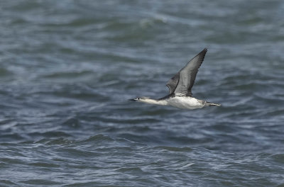 Red-throated Diver