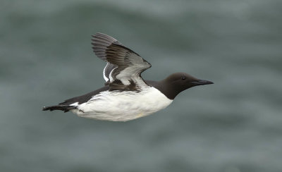 Guillemot