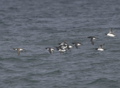 Razorbills