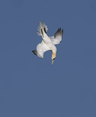 Gannet