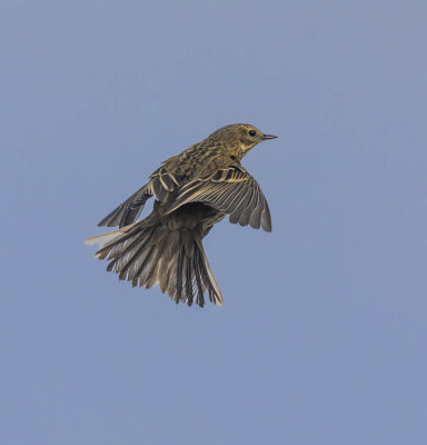 Meadow Pipit
