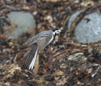 White Wagtail