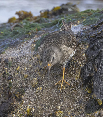 Purple Sandpiper