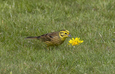 Yellowhammer