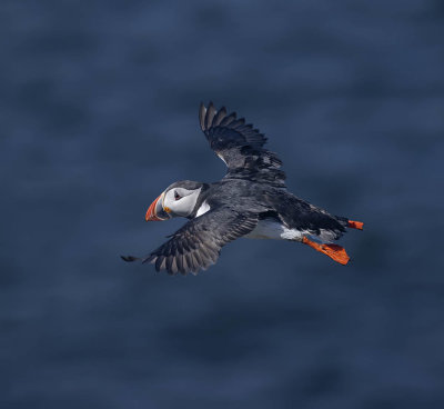 Puffin