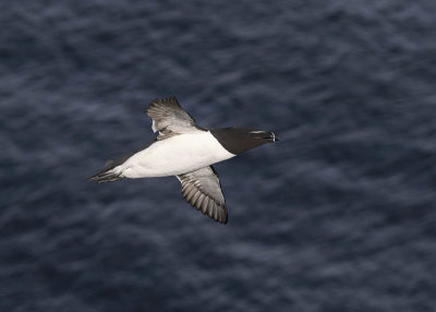 Razorbill