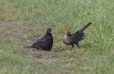 Blackbirds