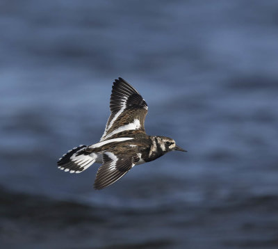 Turnstone