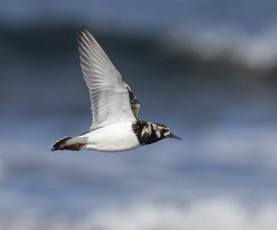 Turnstone