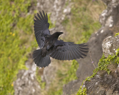 Raven (juvenile)