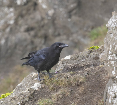 Raven (juvenile)