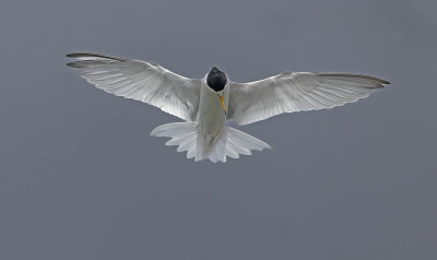 Little Tern