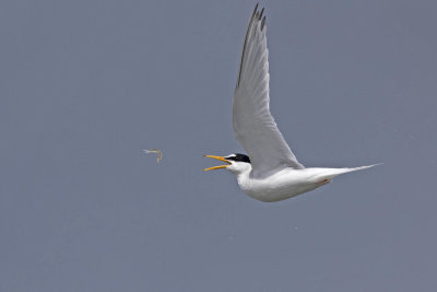 Little Tern