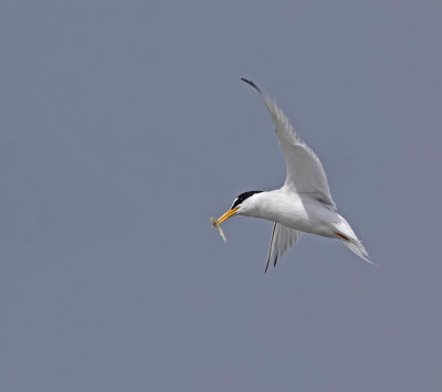 Little Tern