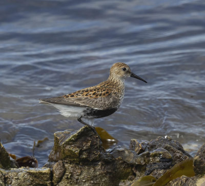 Dunlin