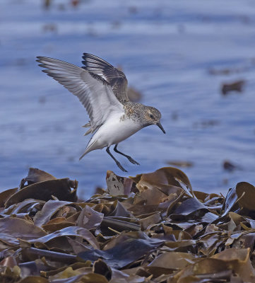 Sanderling