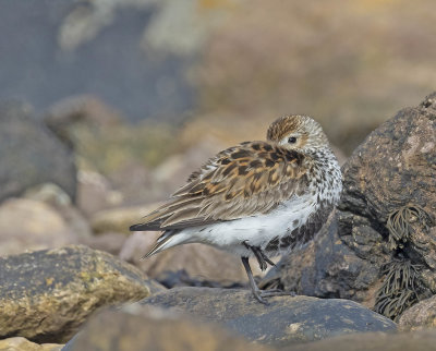 Dunlin