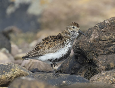 Dunlin