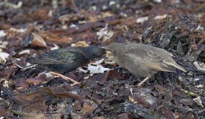 Starlings