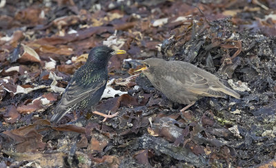 Starlings