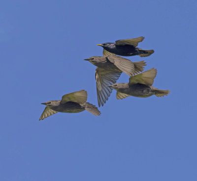 Starlings