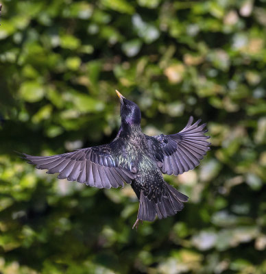 Starling