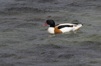 Shelduck