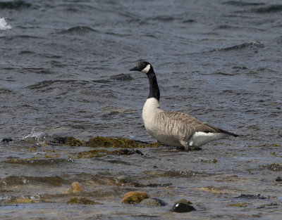 Canada Goose