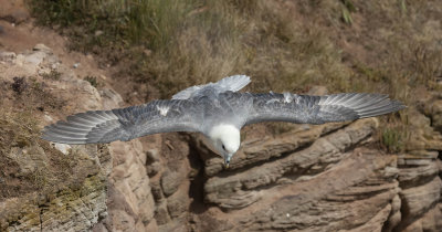 Fulmar