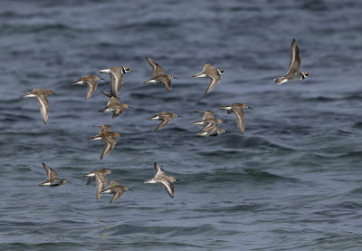 Waders