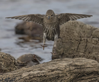 Starling (juvenile)