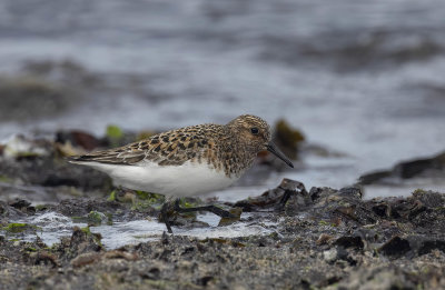 Sanderling