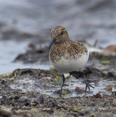 Sanderling