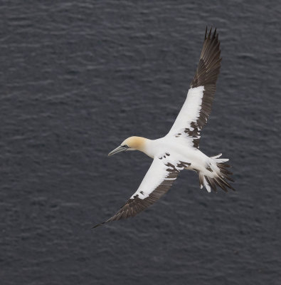Gannet