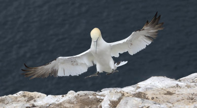 Gannet