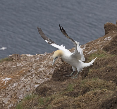 Gannet