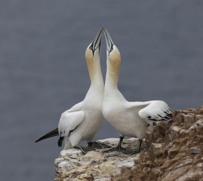 Gannet