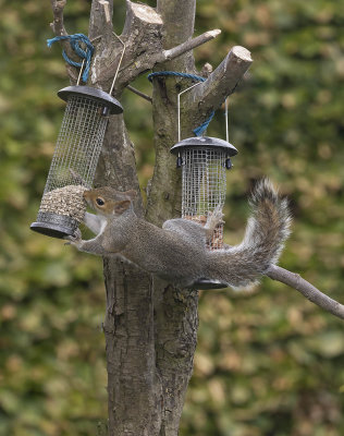 Grey Squirrel