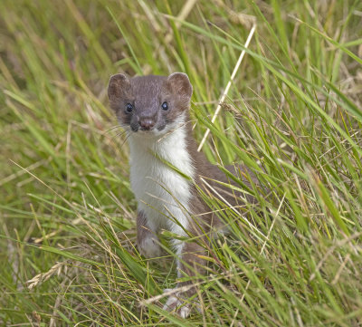 Stoat