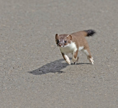 Stoat