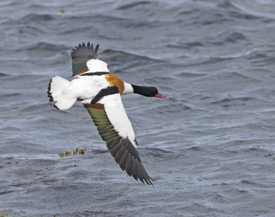 Shelduck