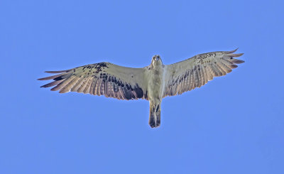 Osprey
