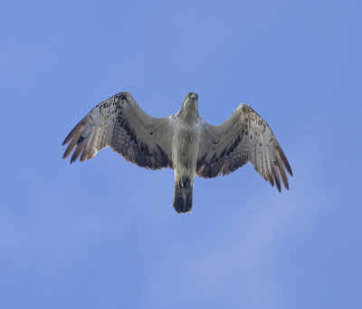 Osprey