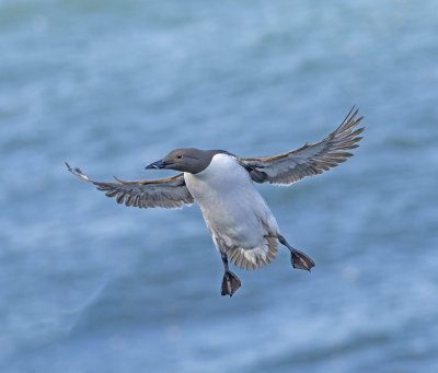 Guillemot