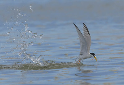 Little Tern