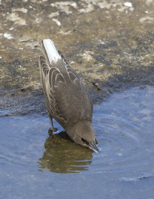 Starling (juvenile)