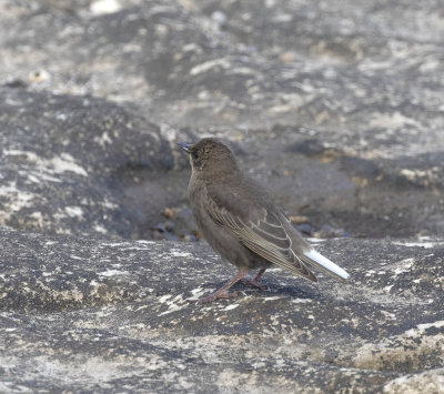 Starling (juvenile)