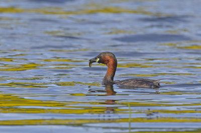 Little Grebe