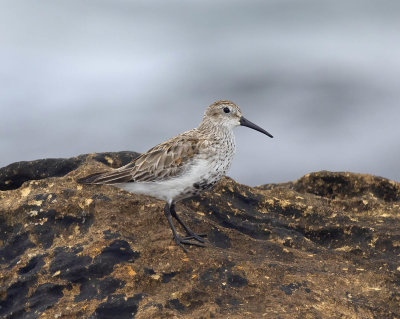 Dunlin